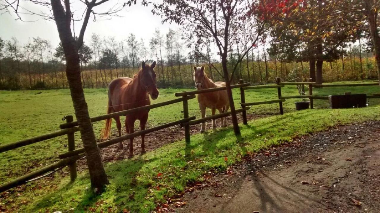 Vakantiehuisjes Landgoed Sonneborghe Kollumerzwaag Zewnętrze zdjęcie